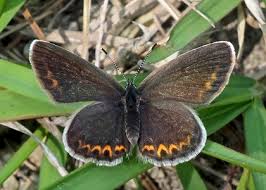 Attēlu rezultāti vaicājumam “Plebejus argus male”