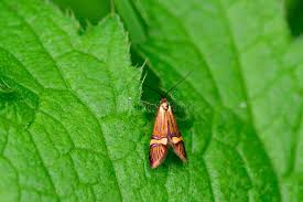 Attēlu rezultāti vaicājumam “Adelidae”