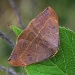 Attēlu rezultāti vaicājumam “Watsonalla binaria”