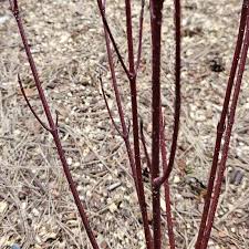 Attēlu rezultāti vaicājumam “Cornus alba”