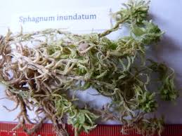 Attēlu rezultāti vaicājumam “Sphagnum inundatum”