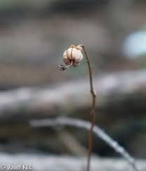 Attēlu rezultāti vaicājumam “Moneses uniflora bud”