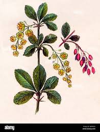 Attēlu rezultāti vaicājumam “Berberis vulgaris”