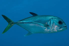 Image result for Caranx latus