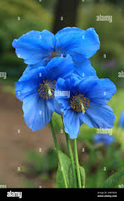 Image result for Scheinmohn