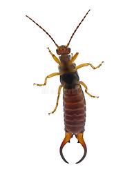 Attēlu rezultāti vaicājumam “Forficula auricularia male”