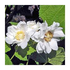 Attēlu rezultāti vaicājumam “Rubus parviflorus”