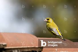 Attēlu rezultāti vaicājumam “Chloris chloris male”