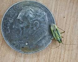 Attēlu rezultāti vaicājumam “Stenotus binotatus”