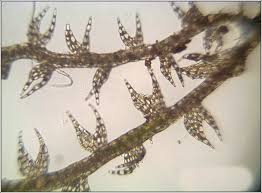 Attēlu rezultāti vaicājumam “Cephalozia bicuspidata”