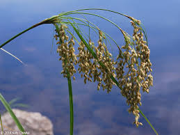 Attēlu rezultāti vaicājumam “Cribraria splendens stalked”