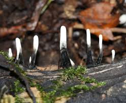 Attēlu rezultāti vaicājumam “Xylaria hypoxylon”