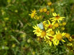 Attēlu rezultāti vaicājumam “Jacobaea vulgaris leaf”