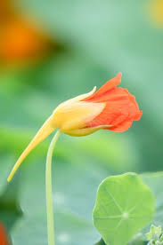 Attēlu rezultāti vaicājumam “Tropaeolum majus bud”