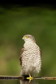 Attēlu rezultāti vaicājumam “Accipiter nisus female”