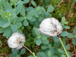 Attēlu rezultāti vaicājumam “Eriophorum angustifolium flower”