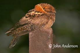 Attēlu rezultāti vaicājumam “Caprimulgus europaeus eggs”