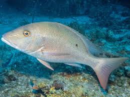 Image result for Lutjanus analis