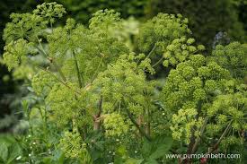 Image result for Angelica archangelica