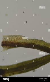 Attēlu rezultāti vaicājumam “Eucladium verticillatum”