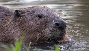 Image result for Castor fiber