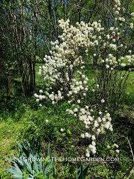 Attēlu rezultāti vaicājumam “Fothergilla major”