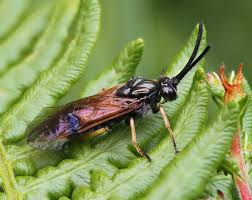 Attēlu rezultāti vaicājumam “Arge ustulata”