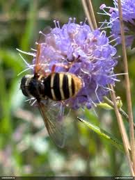 Attēlu rezultāti vaicājumam “Sericomyia silentis”