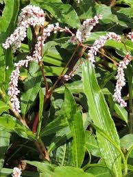 Attēlu rezultāti vaicājumam “Persicaria lapathifolia leaf”
