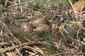 Attēlu rezultāti vaicājumam “Larus ridibundus eggs”