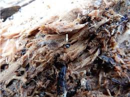 Attēlu rezultāti vaicājumam “Mycoacia fuscoatra”