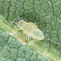 Attēlu rezultāti vaicājumam “Licea pygmaea sessile”