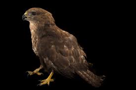 Attēlu rezultāti vaicājumam “Buteo buteo”