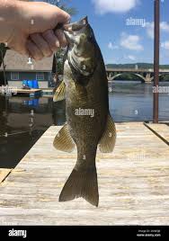 Image result for Micropterus