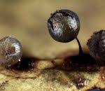 Attēlu rezultāti vaicājumam “Lamproderma gulielmae”