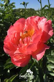 Image result for Pfingstrose