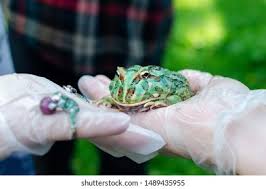 Image result for Ceratophrys ornata