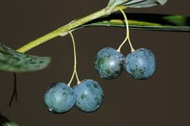 Attēlu rezultāti vaicājumam “Polygonatum multiflorum  fruit”