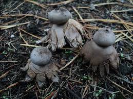 Attēlu rezultāti vaicājumam “Geastrum rufescens”