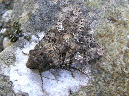 Attēlu rezultāti vaicājumam “Mamestra brassicae exuvia”