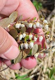 Attēlu rezultāti vaicājumam “Chamaedaphne calyculata”