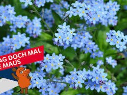 Image result for Vergissmeinnicht