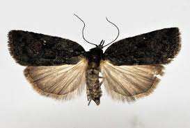 Attēlu rezultāti vaicājumam “Nycteola degenerana”