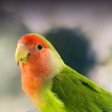 Image result for Bird