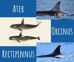 Image result for Orcinus orca