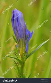 Attēlu rezultāti vaicājumam “Gentiana pneumonanthe”