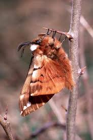 Attēlu rezultāti vaicājumam “Endromis versicolora”