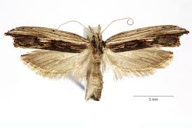 Attēlu rezultāti vaicājumam “Ypsolopha scabrella”