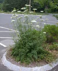 Image result for Daucus carota