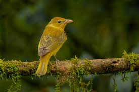 Image result for Piranga rubra